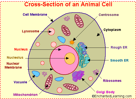 Cell , 4 Facts About Animal Cells For Kids : Animal Cell Anatomy