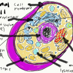 animal cell coloring picture , 5 Animal Cell Drawing In Cell Category