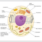 animal cell coloring printing , 5 Animal Cell Drawing In Cell Category