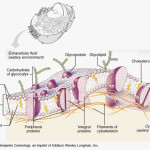 animal cell membranes , 5 Pictures Of Animal Cell Membrane In Cell Category