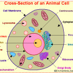 animal cell organelles and functions diagram drawing , 5 Animal Cell Drawing In Cell Category