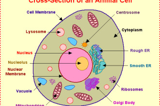 animal cell organelles and functions diagram drawing in Cell