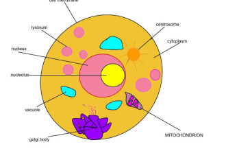 Animal Cell Pictures , 5 Animal Cell Drawing In Cell Category
