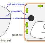 animal cell vs plant cell , 5 Plant And Animal Cell Comparison Images In Cell Category