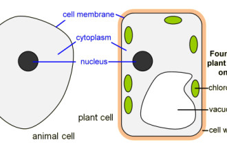 Animal Cell Vs Plant Cell , 5 Plant And Animal Cell Comparison Images In Cell Category
