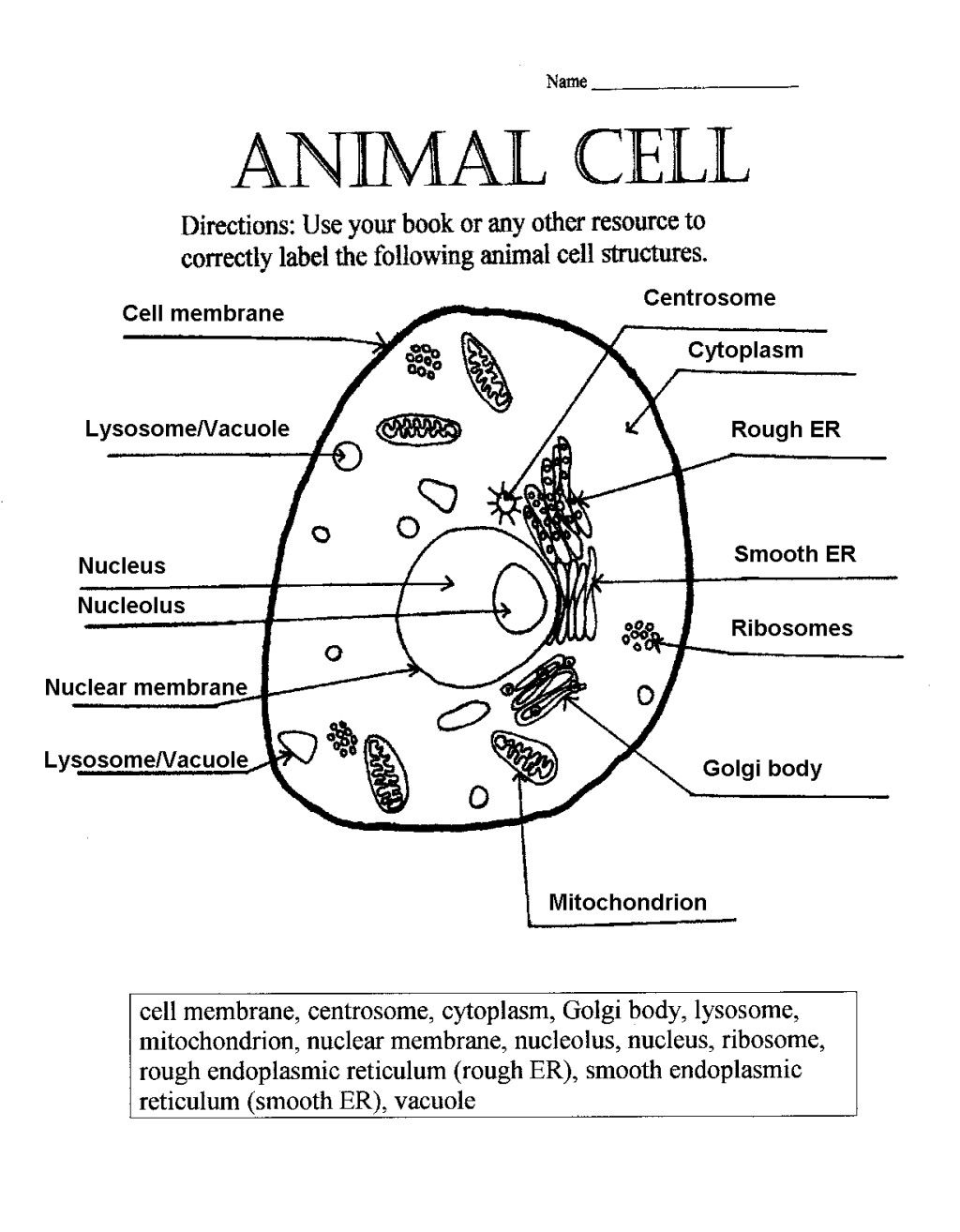 Animal Cell Answer Key