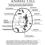 Animal Cell Answer Key , Plant And Animal Cell Pictures With Labels In Cell Category
