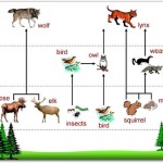 animal food chain pictures , 7 Diagrams Of Rainforest Animals Food Chain In Animal Category