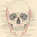facial muscles diagram , 4 Facial Muscles Anatomy In Muscles Category