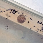 baby black widow spider facts , 6 Black Widow Spider Babies In Spider Category