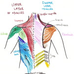 Back Muscles pistures , 8 Muscle Pain In Back In Muscles Category