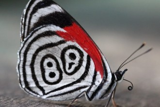 Beautiful Eighty Eight Butterfly , 7 Pictures Of Eighty Eight Butterfly In Butterfly Category
