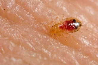 bed bug bite skin in Primates