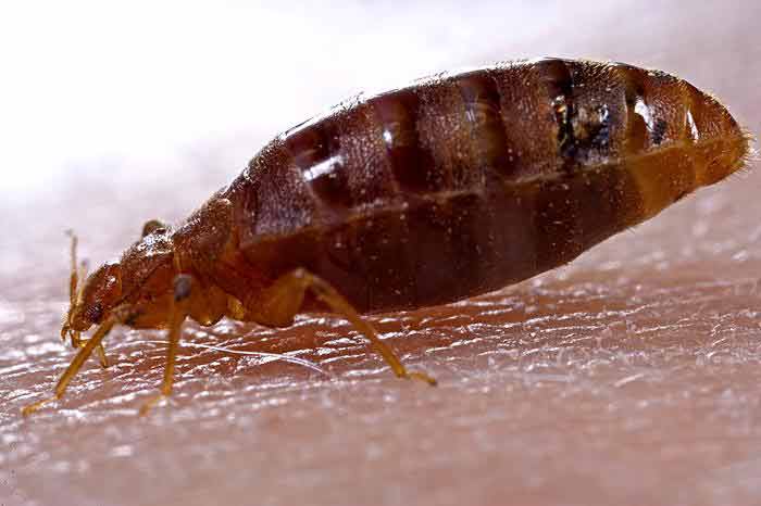 Bug , 6 Bed Bug Mattress : Bed Bug Bites Images