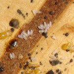 bed bug larvae 1 , 6 Bed Bug Larvae Photos In Bug Category