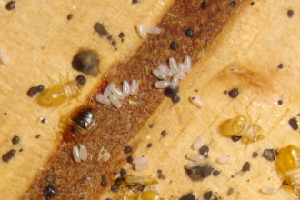 bed bug larvae 1 in Butterfly