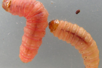Bed Bug Larval Stage. , 6 Bed Bug Larvae Photos In Bug Category