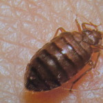 bed bug picture 2 , Bed Bug Pictures In Bug Category