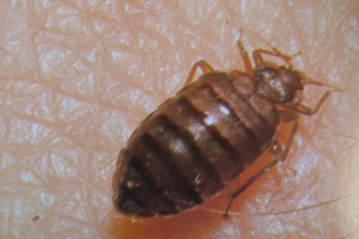 bed bug picture 2 in Plants