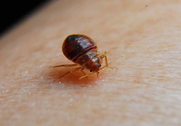 Bug , Bed Bug Pictures : Bed Bug Picture Treatment