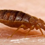 bed bug prevention , Bed Bug Pictures In Bug Category