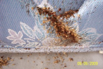 Bed Bug Rash , Bed Bug Pictures In Bug Category