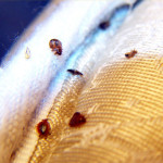 bed-bugs on the sofa , Bed Bug Pictures In Bug Category