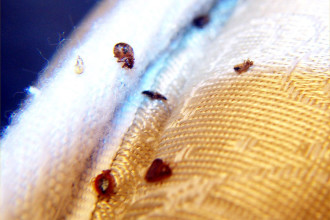 Bed Bugs On The Sofa , Bed Bug Pictures In Bug Category