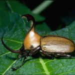beetle colossal the rhinoceros beetle , 7 Rainforest Beetles Pictures In Beetles Category