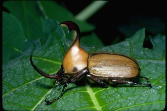 Beetle Colossal The Rhinoceros Beetle , 7 Rainforest Beetles Pictures In Beetles Category