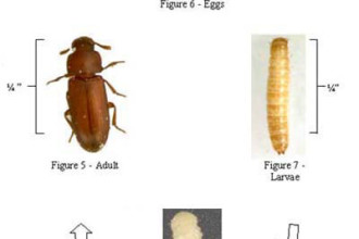 Beetle Life Cycle Diagram , 5 Beetle Life Cycles Diagrams In Beetles Category