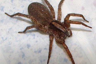 Big Brown Spider , 6 Big Brown Spider In Spider Category