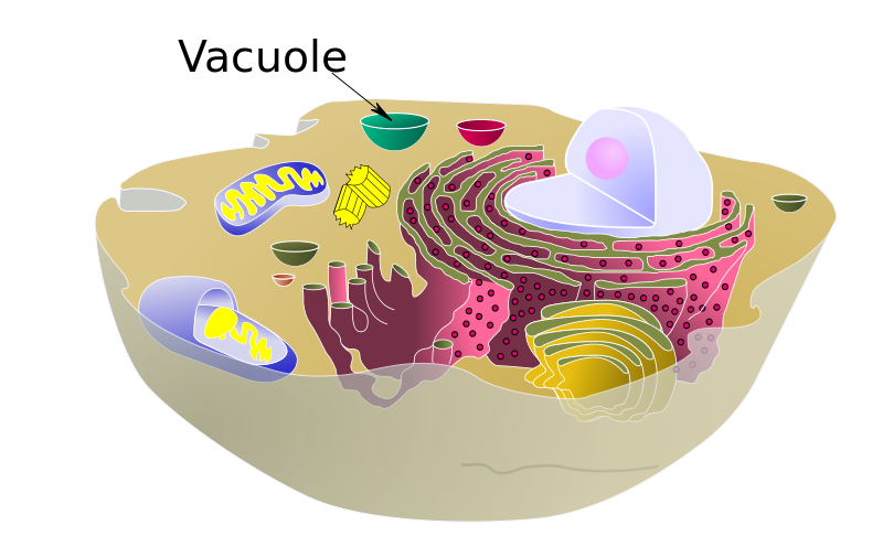 biological animal cell vacuole