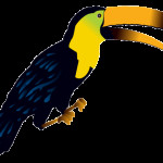 bird Rainforest Clipart , 7 Rainforest Animals Clipart In Animal Category