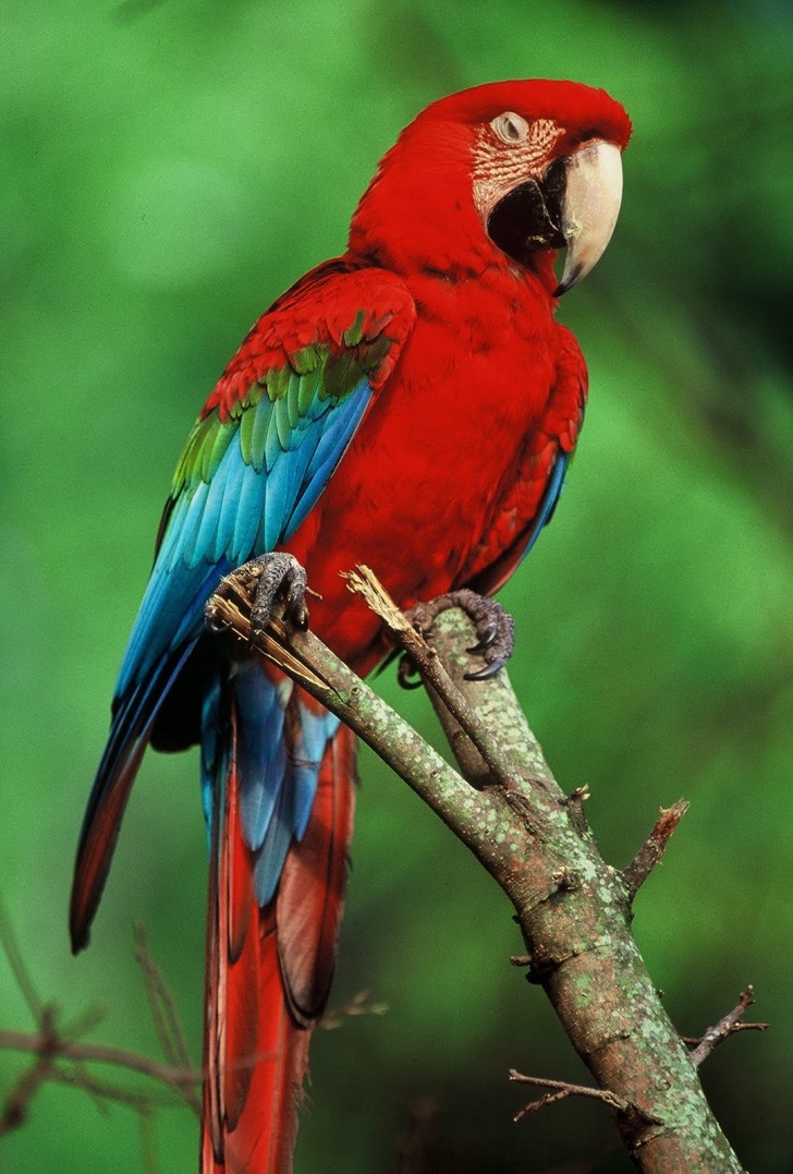 Animal , 6 Kind Of Animals In The Tropical Rainforest : Tropical Rainforest Bird.jpg