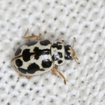 black and white lady beetle , 6 White Beetle Bug In Beetles Category