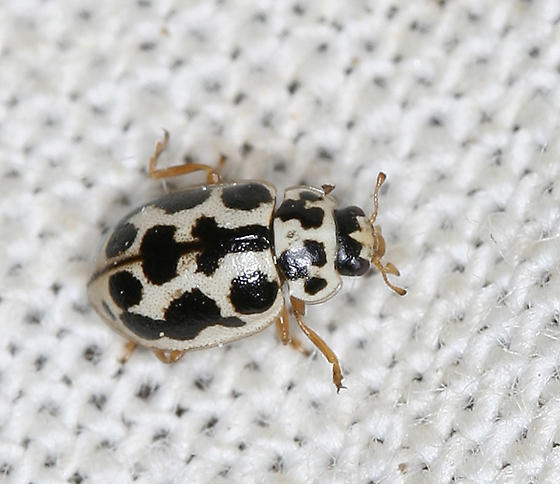 Beetles , 6 White Beetle Bug : Black And White Lady Beetle