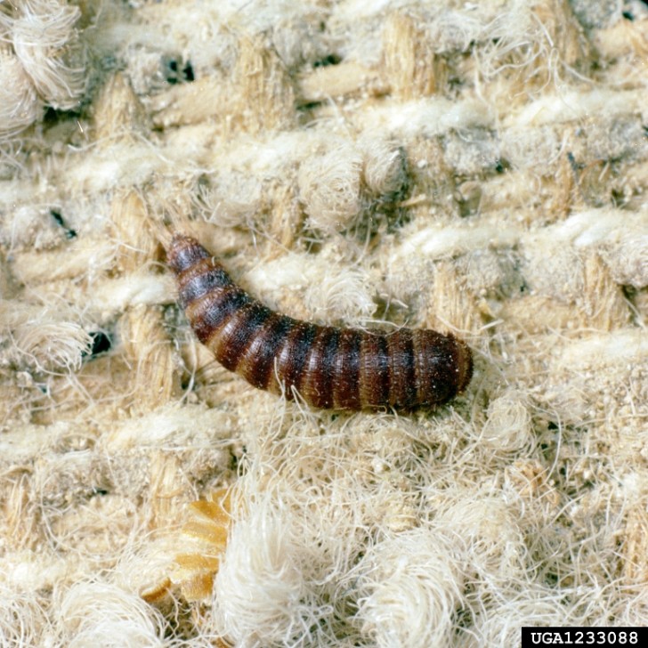 Beetles , 5 Carpet Beetle Facts : Black Carpet Beetle
