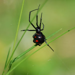 black widow habitat , 5 Black Widow Spiders Habitat In Spider Category