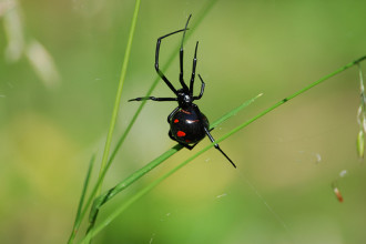 Black Widow Habitat , 5 Black Widow Spiders Habitat In Spider Category