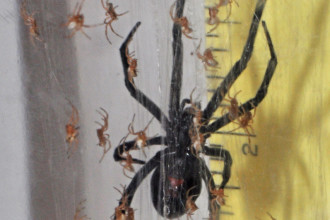 Black Widow Spider Babies , 6 Black Widow Spider Babies In Spider Category