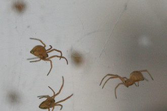 Black Widow Spider Babies Poisonous , 6 Black Widow Spider Babies In Spider Category