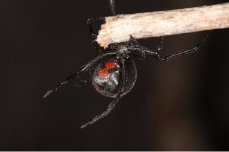 Black Widow Spider Facts And Pictures , 5 Black Widow Spider Fact In Spider Category