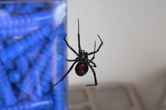 Black Widow Spider Facts Bite , 5 Black Widow Spider Fact In Spider Category