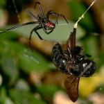 black widow spider facts for kids pic 1 , 6 Black Widow Spider Facts For Kids In Spider Category