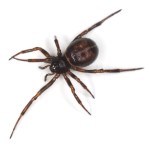 black widow spider facts for kids pic 4 , 6 Black Widow Spider Facts For Kids In Spider Category