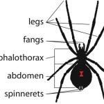 black widow spider facts for kids pic 6 , 6 Black Widow Spider Facts For Kids In Spider Category