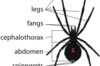 Black Widow Spider Facts For Kids Pic 6 , 6 Black Widow Spider Facts For Kids In Spider Category