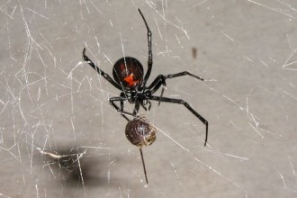 Black Widow Spider Habitat Facts , 5 Black Widow Spiders Habitat In Spider Category