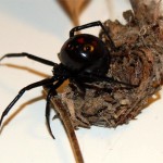 black widow spider predator picture 1 , 6 Black Widow Spider Predators Pictures In Spider Category